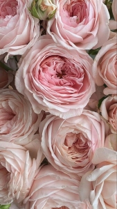 Giữ Gìn Trái Tim Thứ Hai– Trẻ Đẹp Từ Gốc Với Thảo Dược Tanamera&amp;quot;